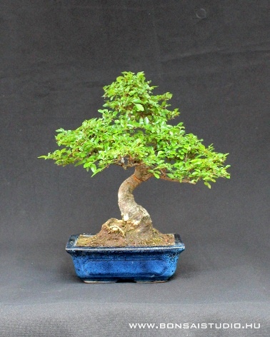 k&iacute;nai szil bonsai akci&oacute; a marczika bonsai studi&oacute;ban